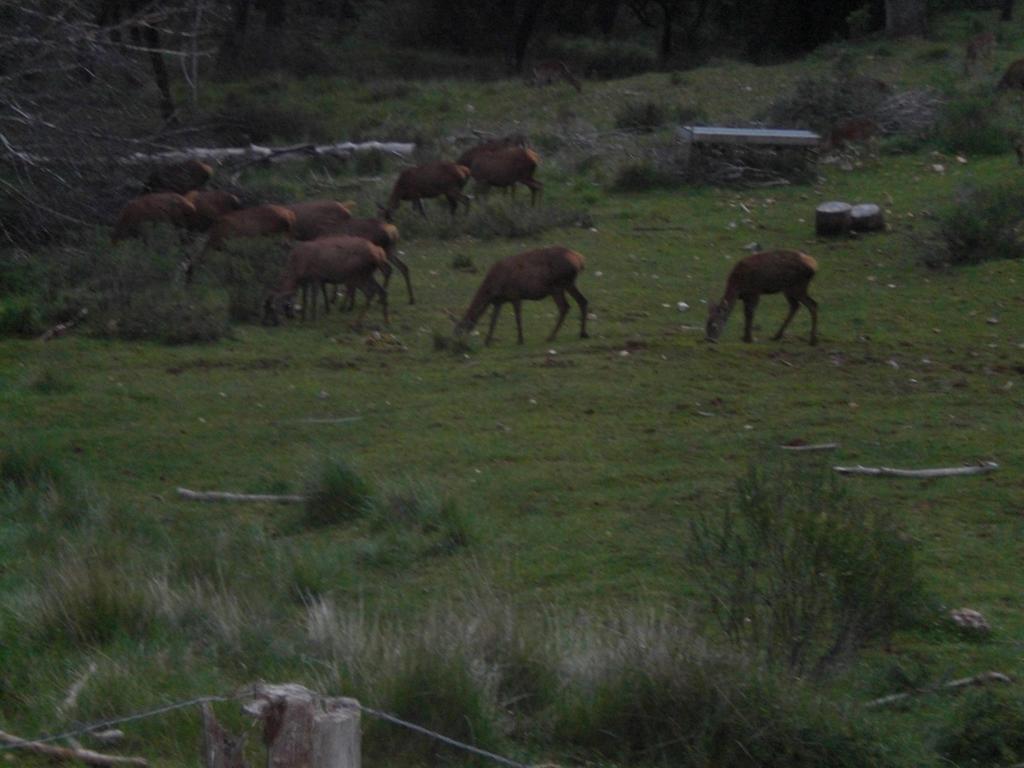 Cabana De Madera La Encina Burunchel Εξωτερικό φωτογραφία